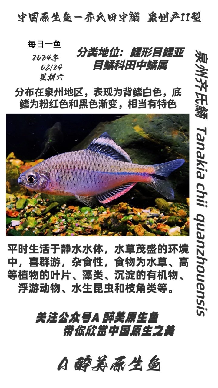 泉州齊齊鱊