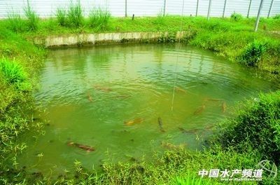 龍魚的養(yǎng)殖環(huán)境要求