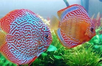 魟魚常見疾病的預防措施：養殖[需手動填充]魚的技術