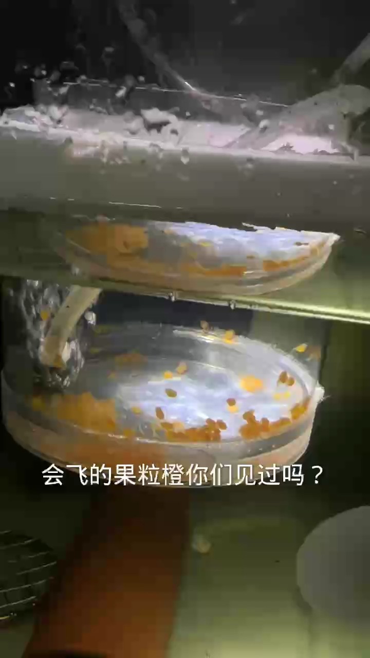 果粒橙起飛了