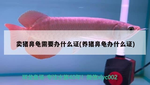 賣豬鼻龜需要辦什么證(養豬鼻龜辦什么證)