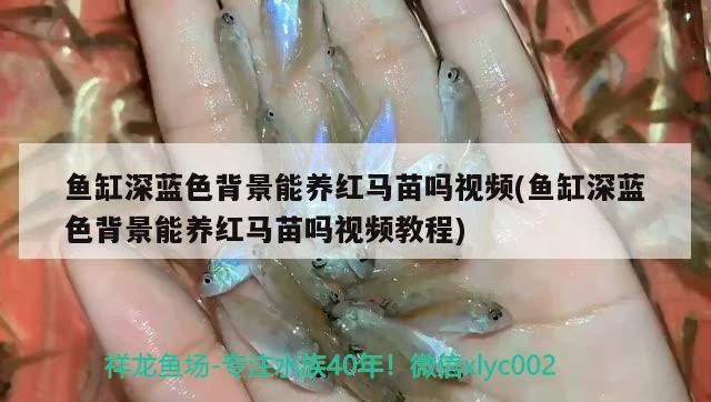 魚(yú)缸深藍(lán)色背景能養(yǎng)紅馬苗嗎視頻(魚(yú)缸深藍(lán)色背景能養(yǎng)紅馬苗嗎視頻教程) 魚(yú)缸深藍(lán)色背景能養(yǎng)紅馬苗嗎視頻(魚(yú)缸深藍(lán)色背景能養(yǎng)紅馬苗嗎視頻教程) iwish愛(ài)唯希品牌魚(yú)缸