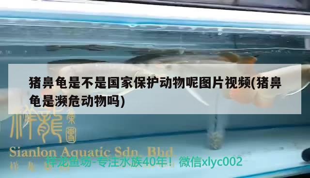 豬鼻龜是不是國(guó)家保護(hù)動(dòng)物呢圖片視頻(豬鼻龜是瀕危動(dòng)物嗎)