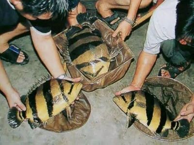 虎魚野生的跟養殖的哪個好：野生虎魚和養殖虎魚各有優缺點，