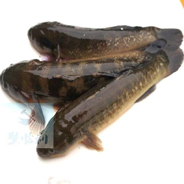 虎魚野生的跟養殖的哪個好：野生虎魚和養殖虎魚各有優缺點，