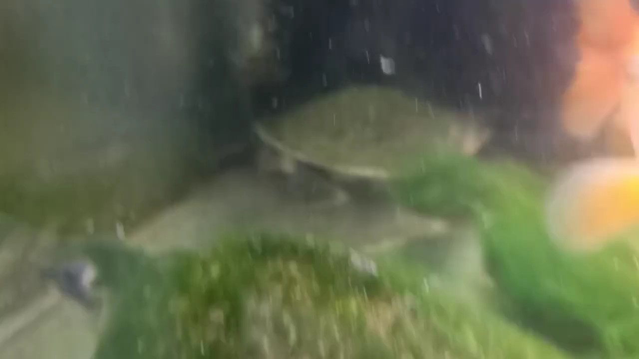 算是比較冷門吧