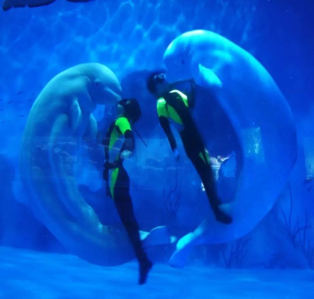 天津水族館vs祥龍魚(yú)場(chǎng)（天津水族館與祥龍魚(yú)場(chǎng)的區(qū)別）