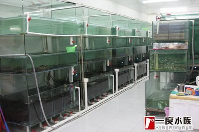 魟魚混養尺寸：混養魟魚時需要綜合考慮魚種的體型和活動水層以及混養尺寸
