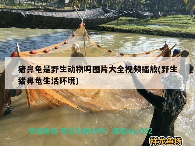 豬鼻龜是野生動物嗎圖片大全視頻播放(野生豬鼻龜生活環境)