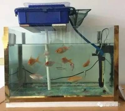 2024年金魚缸擺放位置：2024年金魚缸擺放位置的兩大原則，魚缸擺放位置不能胡亂擺放