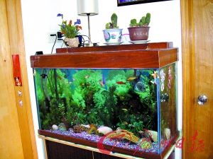 2024年金魚缸擺放位置：2024年金魚缸擺放位置的兩大原則，魚缸擺放位置不能胡亂擺放