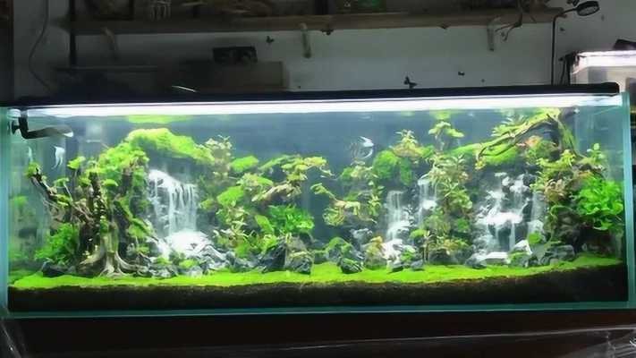龍魚什么時候用側燈