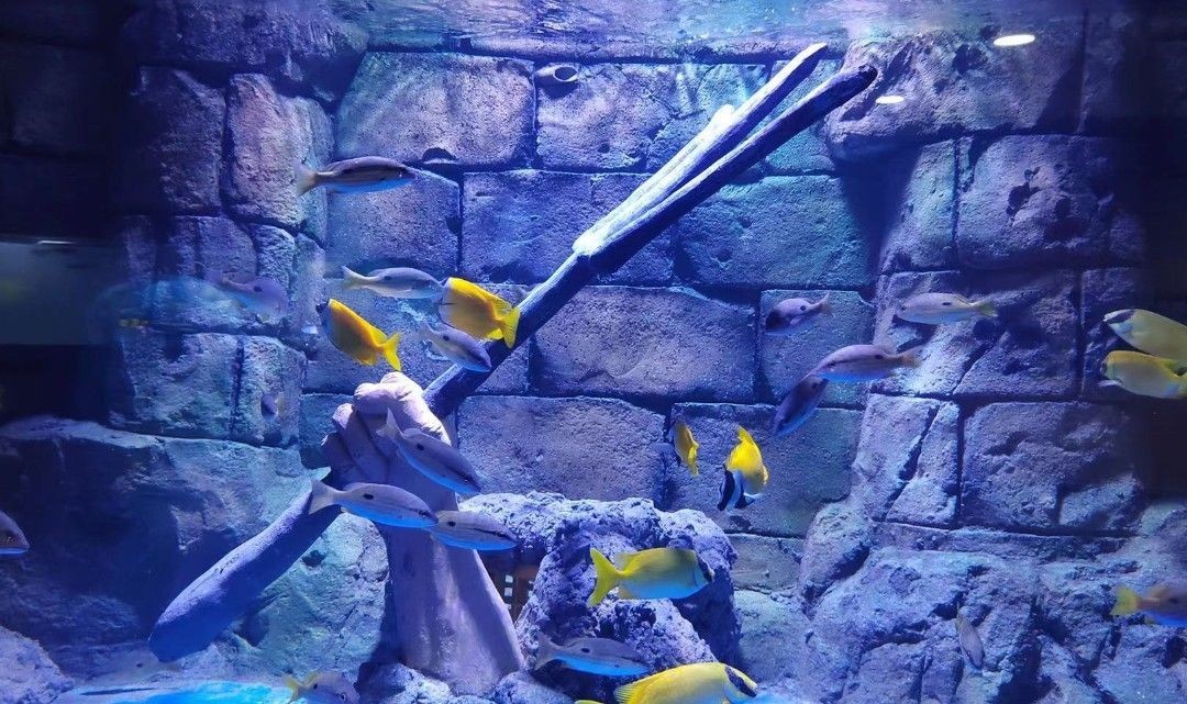 漯河水族館vs祥龍魚場（對(duì)比漯河水族館和祥龍魚場的相關(guān)信息）