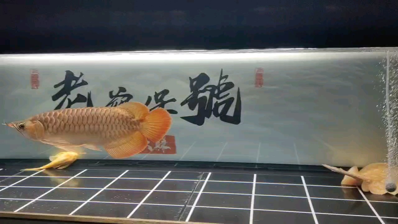 這游動的感覺，就一個字，舒服