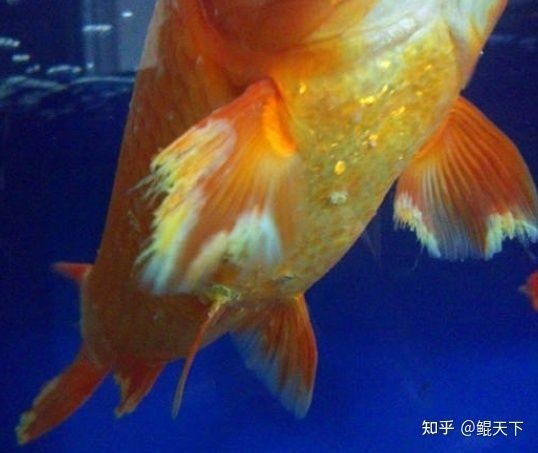 森森 802集氣