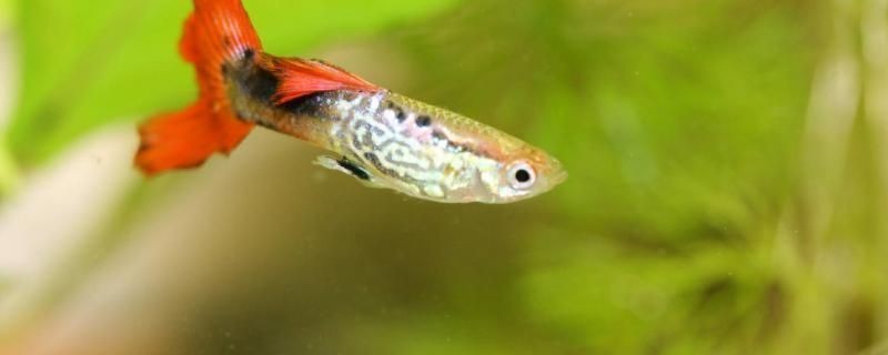 龍魚尾巴有紅血絲