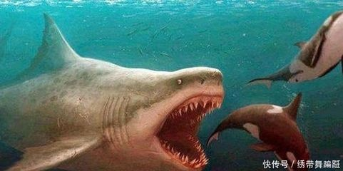 魟魚一周不喂會餓死嗎：魟魚一周不喂食會餓死嗎