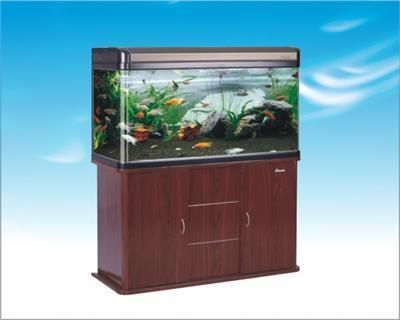 泰安水族館vs祥龍魚場(泰安水族館與祥龍魚場各有側重) 全國水族館企業名錄 第5張 泰安水族館vs祥龍魚場(泰安水族館與祥龍魚場各有側重) 泰安水族館vs祥龍魚場(泰安水族館與祥龍魚場各有側重) 全國水族館企業名錄 第5張