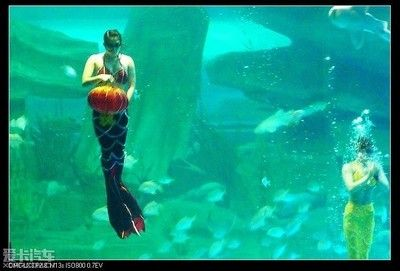 泰安水族館vs祥龍魚場(泰安水族館與祥龍魚場各有側重) 全國水族館企業名錄 第6張 泰安水族館vs祥龍魚場(泰安水族館與祥龍魚場各有側重) 泰安水族館vs祥龍魚場(泰安水族館與祥龍魚場各有側重) 全國水族館企業名錄 第6張