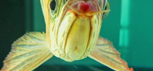 紅龍魚的眼睛長了白斑：紅龍魚眼睛長白斑可能由多種因素引起紅龍魚白斑的識(shí)別方法