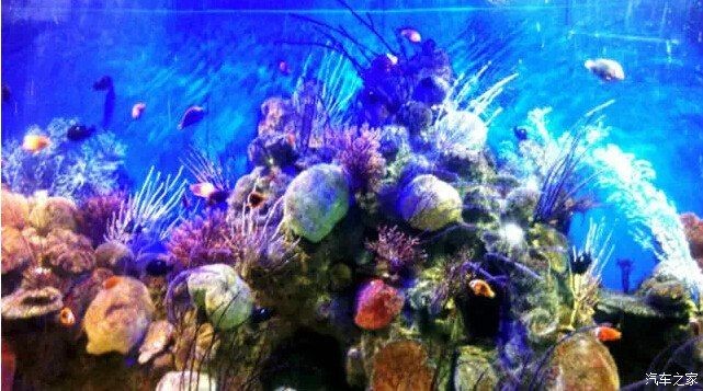 三門峽水族館vs祥龍魚場(chǎng)（三門峽水族館與祥龍魚場(chǎng)有什么區(qū)別？）