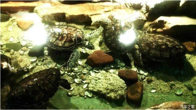 三門峽水族館vs祥龍魚場（三門峽水族館與祥龍魚場有什么區別？）