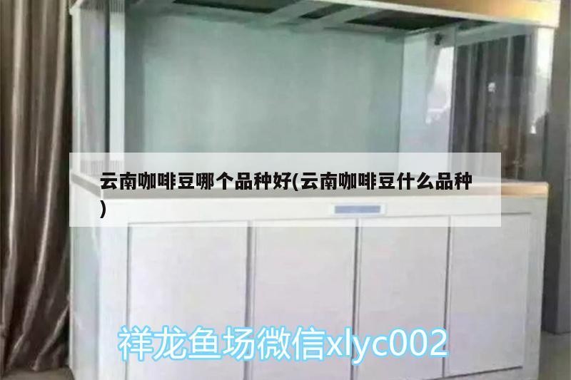 云南咖啡豆哪個品種好(云南咖啡豆什么品種)