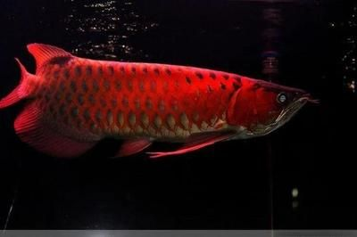 極品血紅龍魚價(jià)格：極品血紅龍魚價(jià)格范圍在35厘米左右時(shí)大致在20000元左右