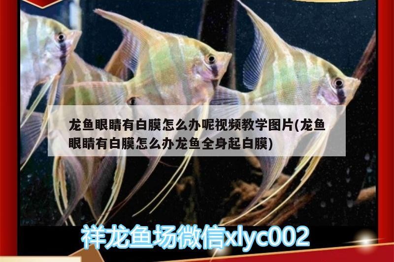 龍魚眼睛有白膜怎么辦呢視頻教學圖片(龍魚眼睛有白膜怎么辦龍魚全身起白膜)