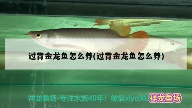過背金龍魚怎么養(過背金龍魚怎么養)