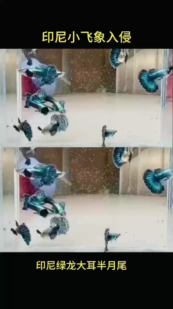 珍品孔雀魚