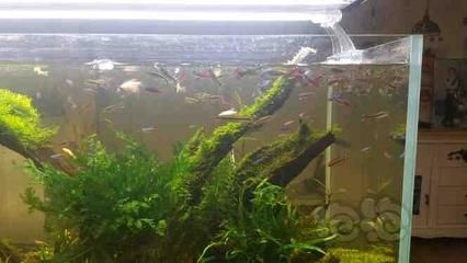 604545的魚缸適合養什么魚：60,45,45的魚缸適合養什么魚