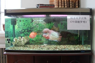 604545的魚缸適合養什么魚：60,45,45的魚缸適合養什么魚