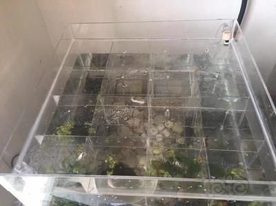 斗魚缸需要加蓋嗎？：熱帶魚飼養(yǎng)技巧熱帶魚的飼養(yǎng)技巧熱帶魚的飼養(yǎng)技巧