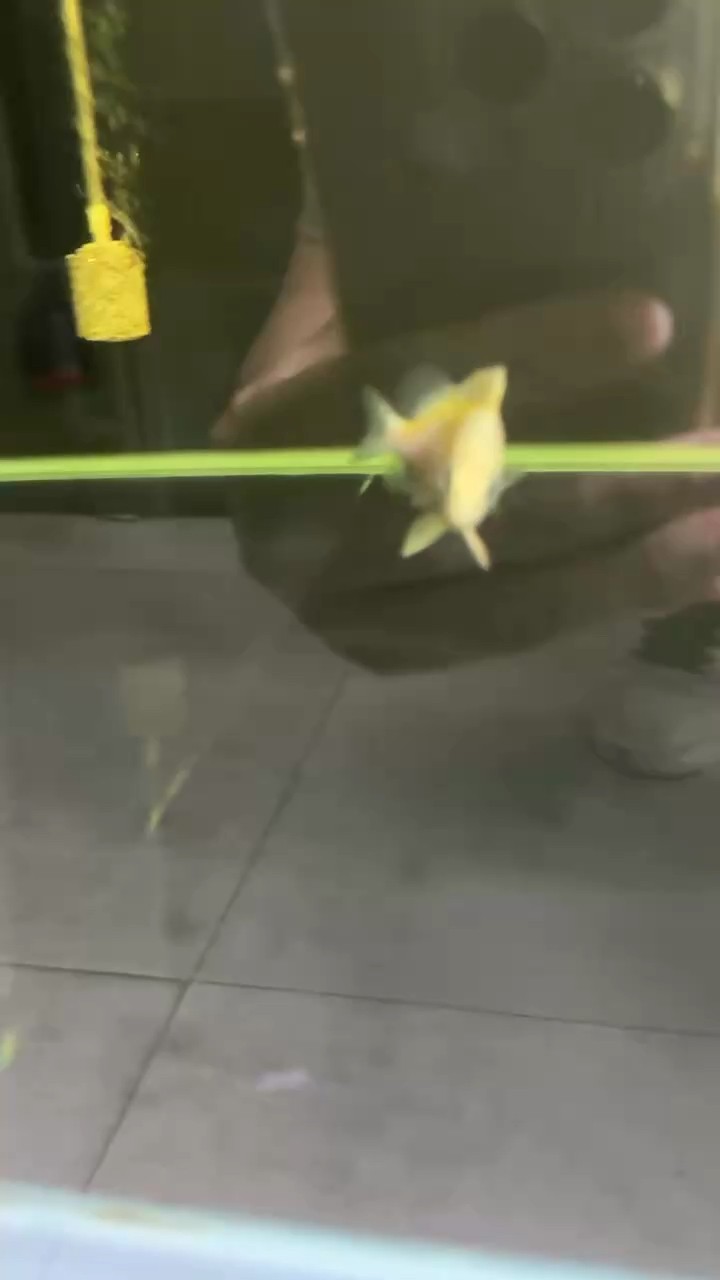 比黃金還貴…！