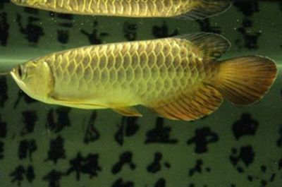 龍魚水質要求有哪些標準vs祥龍魚場：養龍魚水質標準包括弱酸性到中性的ph值、硬度要求