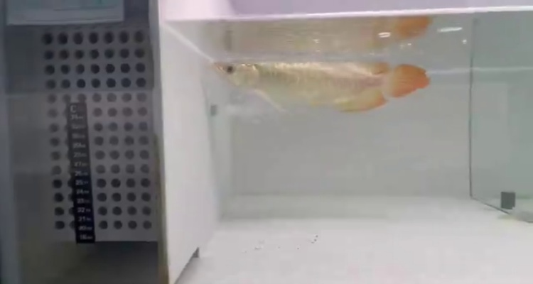 93號左缸-印尼大湖純血小紅龍，越大越漂亮品種。