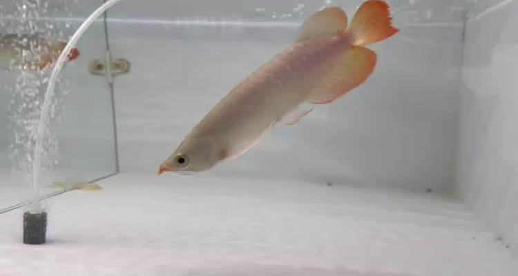 91號右-印尼大湖賽級小紅龍，越大越漂亮品種。