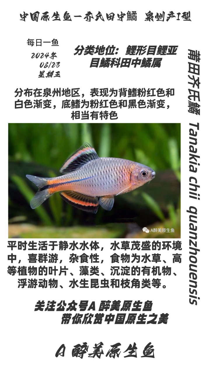泉州齊氏鱊