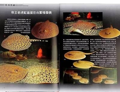 魟魚繁殖技術(shù)有哪些特點(diǎn)和作用：魟魚的繁殖技術(shù)有哪些特點(diǎn)和作用