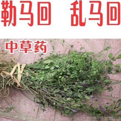 草藥亂馬回是什么樣子（亂馬回的功效與應用）