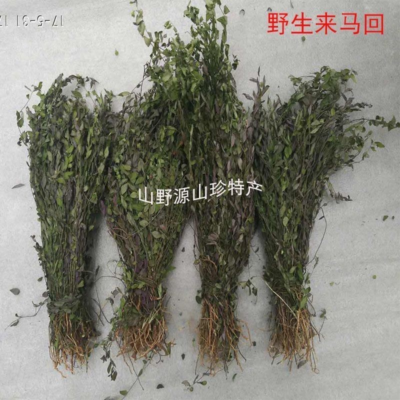 草藥亂馬回是什么樣子（亂馬回的功效與應用）