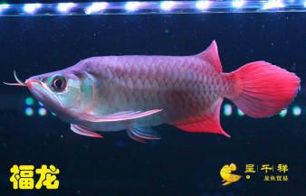 白子魟魚和皇冠魟魚哪個值錢：白子魟魚和皇冠魟魚哪個更值錢