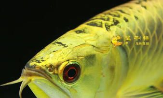 白子魟魚和皇冠魟魚哪個值錢：白子魟魚和皇冠魟魚哪個更值錢