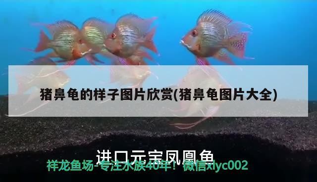 豬鼻龜的樣子圖片欣賞(豬鼻龜圖片大全)