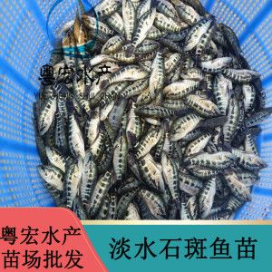 8公分虎魚苗喂什么飼料長得快：8公分的虎魚苗喂什么飼料長得快