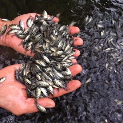 8公分虎魚苗喂什么飼料長得快：8公分的虎魚苗喂什么飼料長得快
