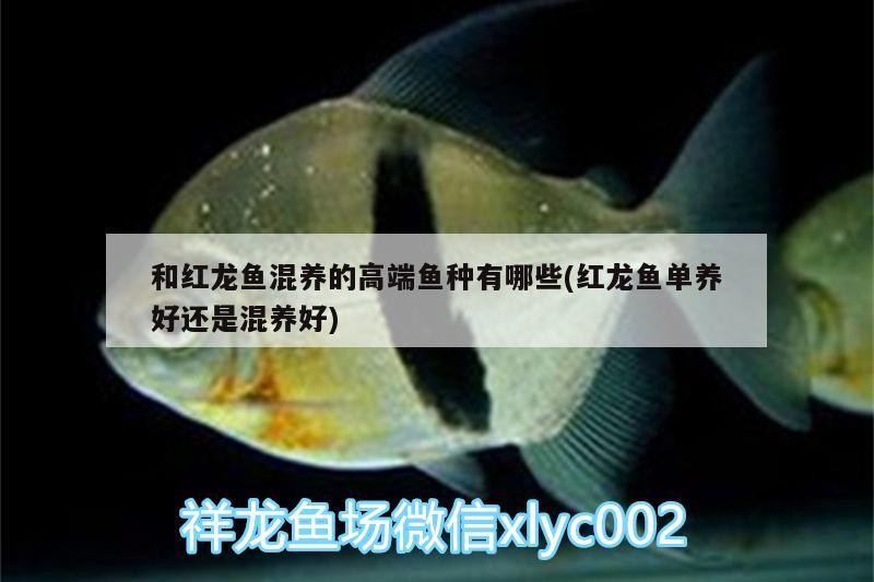 和紅龍魚混養(yǎng)的高端魚種有哪些(紅龍魚單養(yǎng)好還是混養(yǎng)好)