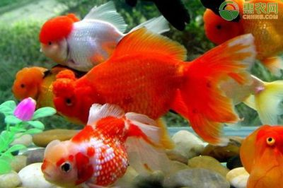 觀賞魚的心情說說文案（世界各地的觀賞魚文化觀賞魚文化觀賞魚文化與文化）