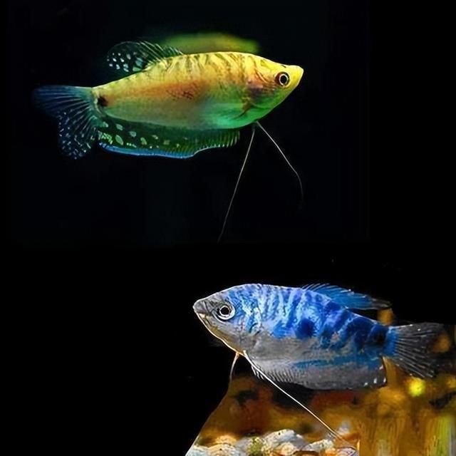 觀賞魚的心情說說文案（世界各地的觀賞魚文化觀賞魚文化觀賞魚文化與文化）